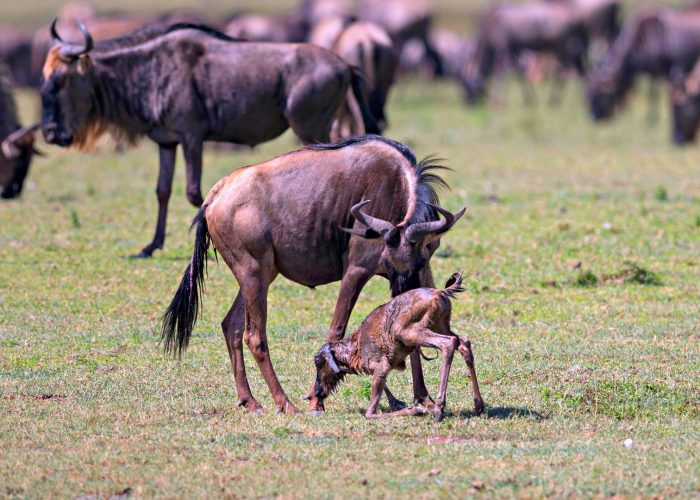 wildebeest-calving.jpg